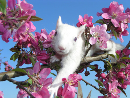 MINOLTA DIGITAL CAMERA